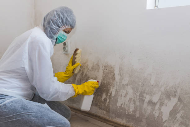 Best Crawl Space Mold Remediation  in Williamsburg, FL