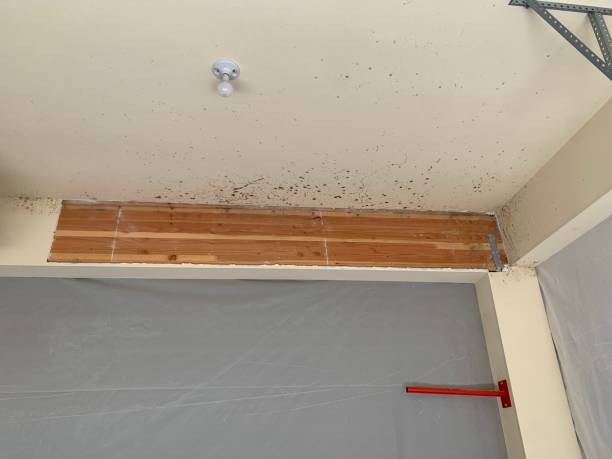 Best Post-Construction Mold Inspection  in Williamsburg, FL