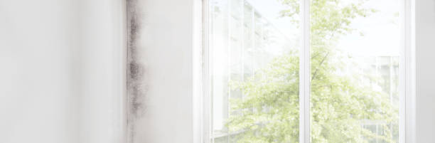 Best Emergency Mold Remediation  in Williamsburg, FL