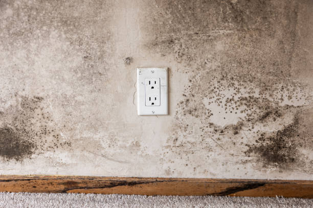 Best HVAC Mold Inspection and Cleaning  in Williamsburg, FL