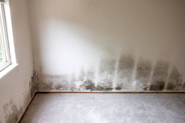  Williamsburg, FL Mold Removal Pros