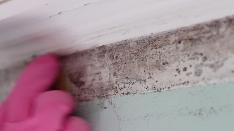 Trusted Williamsburg, FL Mold Removal Experts